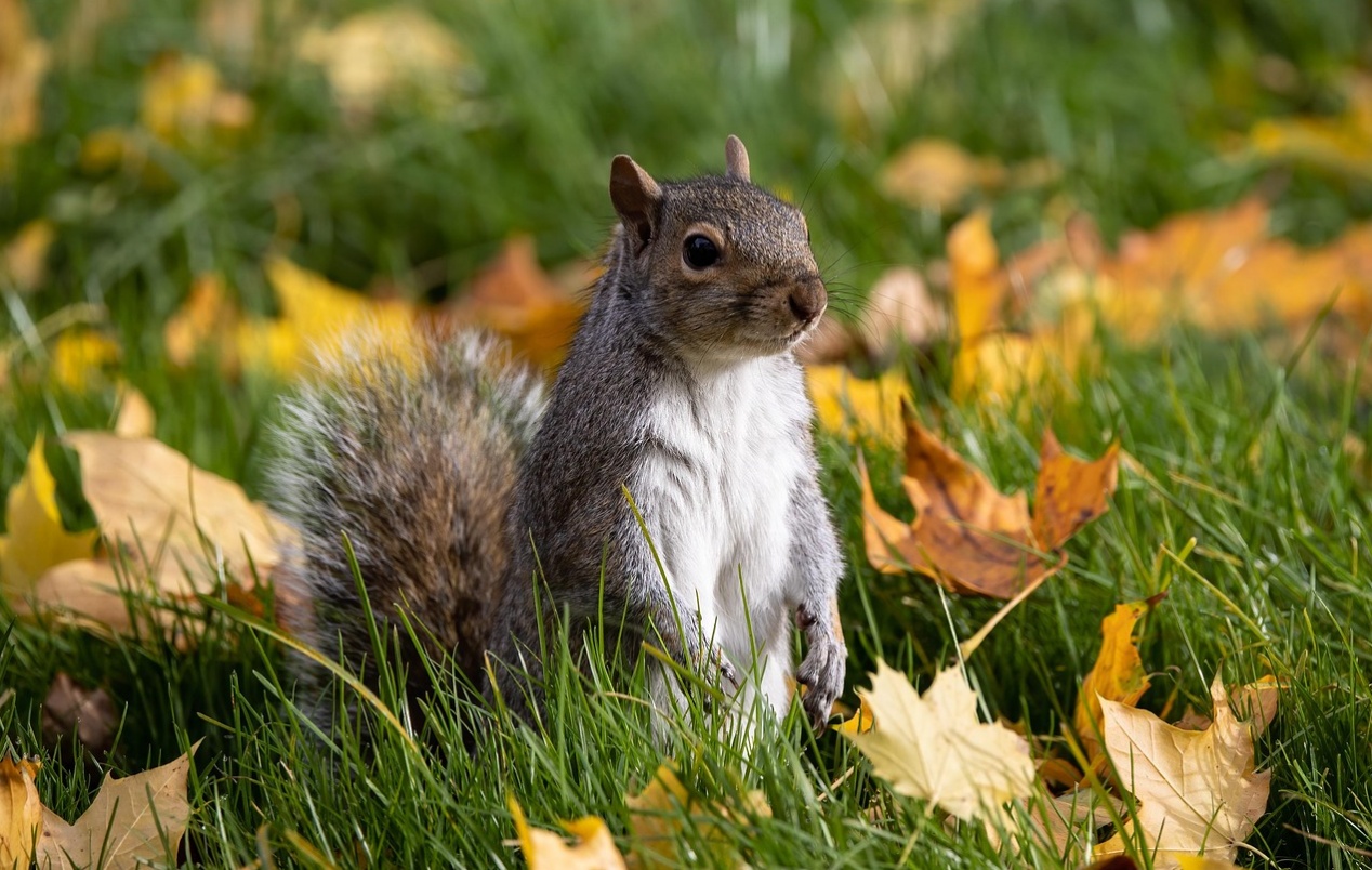 Images/écureuil_automne_1.jpg