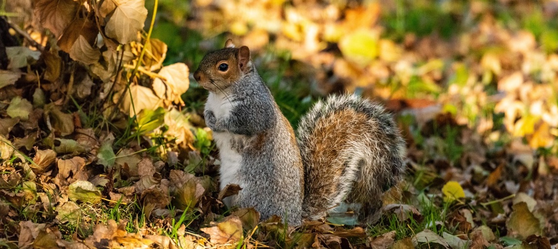 Images/écureuil_automne_3.jpg