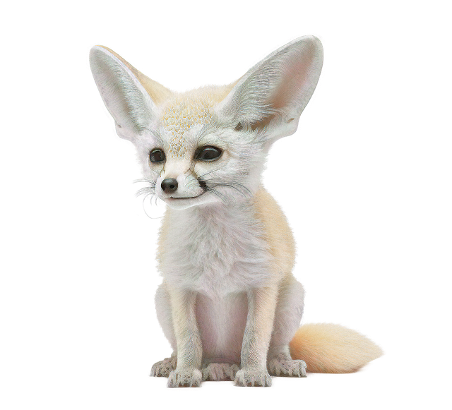Images/fox-7656403_640.png