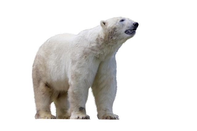 Images/icebear-3468822_640.png