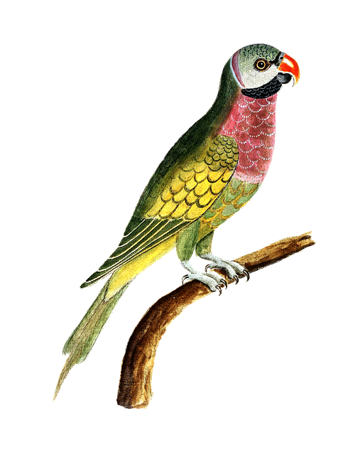 Images/parrot-gd05ef45e9_640.png